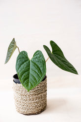 Anthurium luxurians 'Indo type'